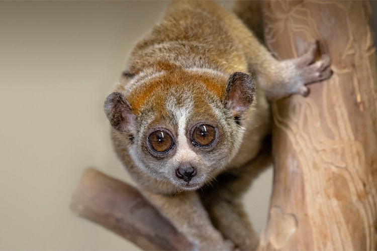 Loris