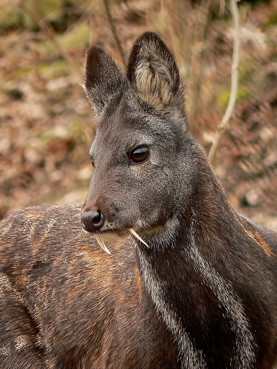Photo of a Siberian Musk Deer