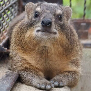 Hyrax looking at camera, looks angry and is being cute