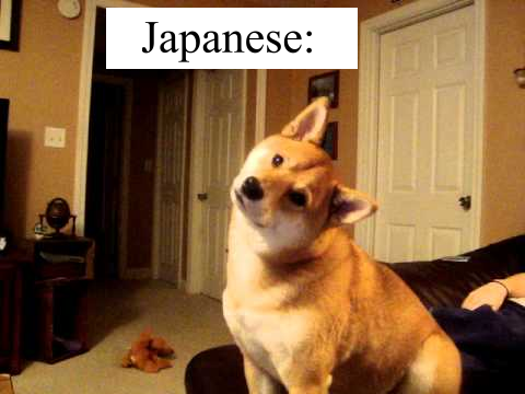 A shiba inu with its head tilted to the side. Text says: "Japanese".