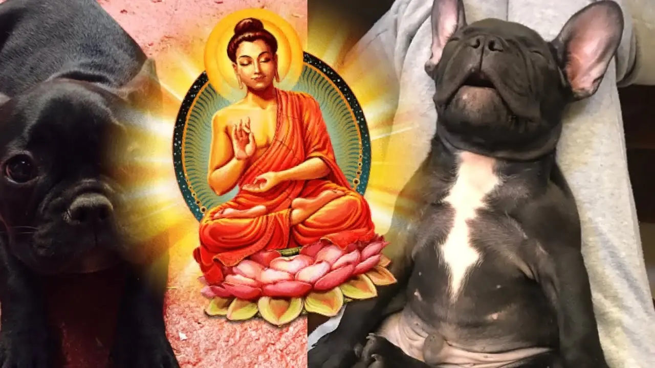 A dog receiving a vision of the Buddha and looking like it just sniffed the best butt in the world. The dog knows that the derrière extraordinaire is both nothing, and everything, and the dog is content. The dog cares not which way the wind blows for there are butts on every side. Changing one’s focus from the subjective butt to the universal butt brings peace. The tao of the tail wags both ways, which brings aromatic wisdom to all who whiff it.