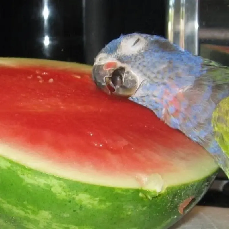 parrot leaning to watermelon