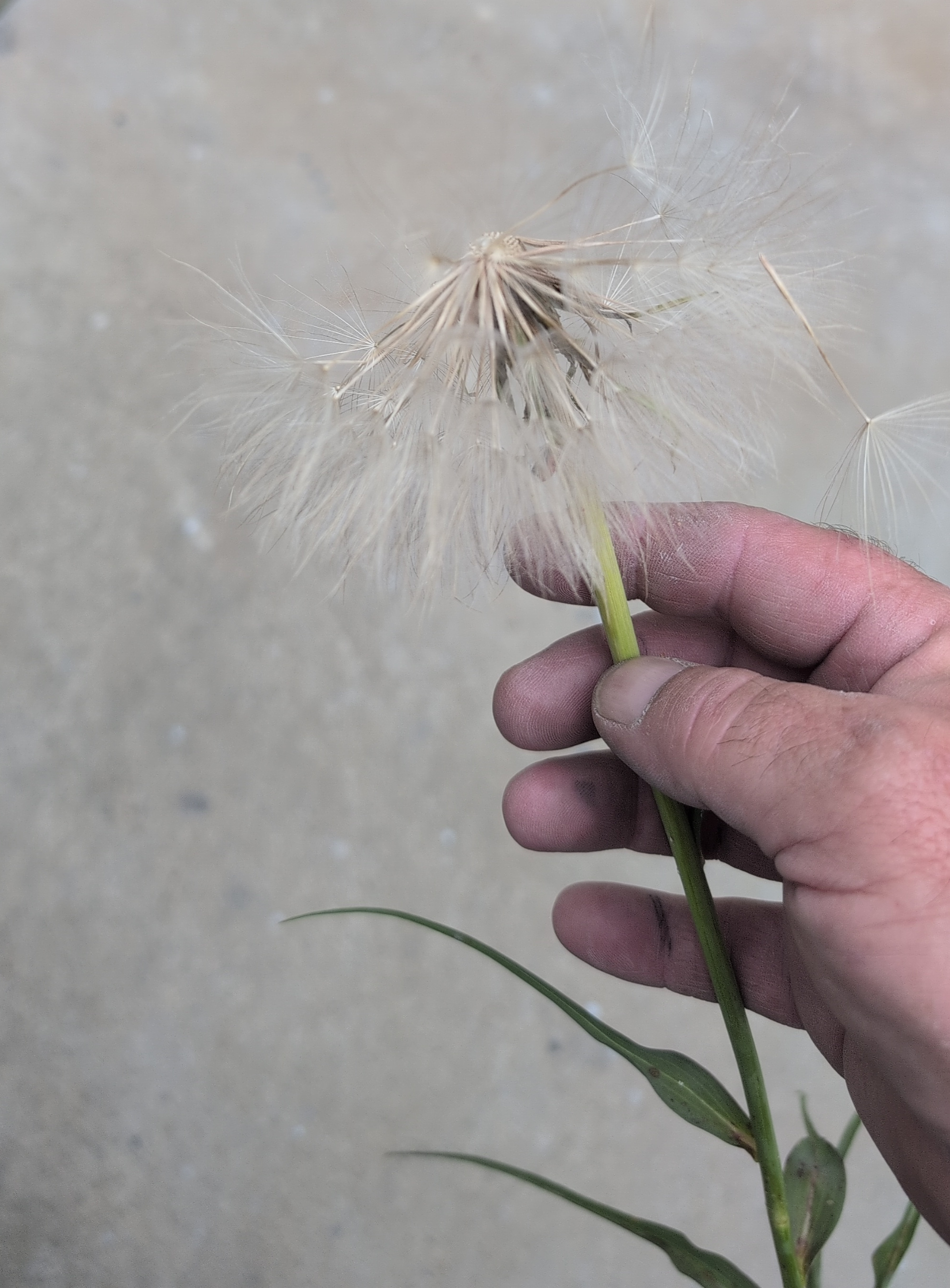 huge dandelion in my hand