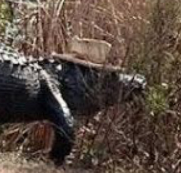 A closeup of the aligator casually wearing a very nice hat.