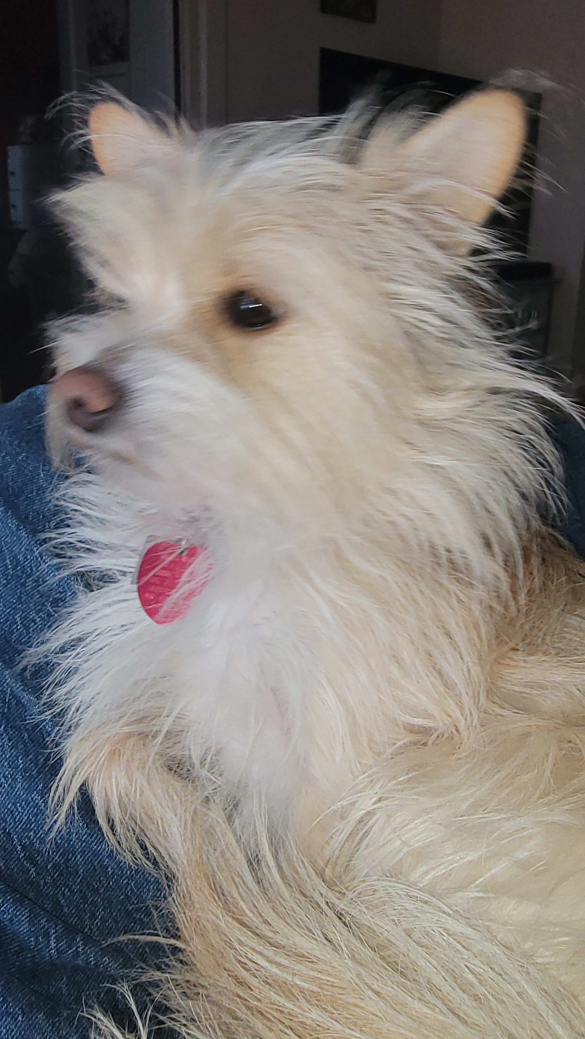 Looks like my dog 