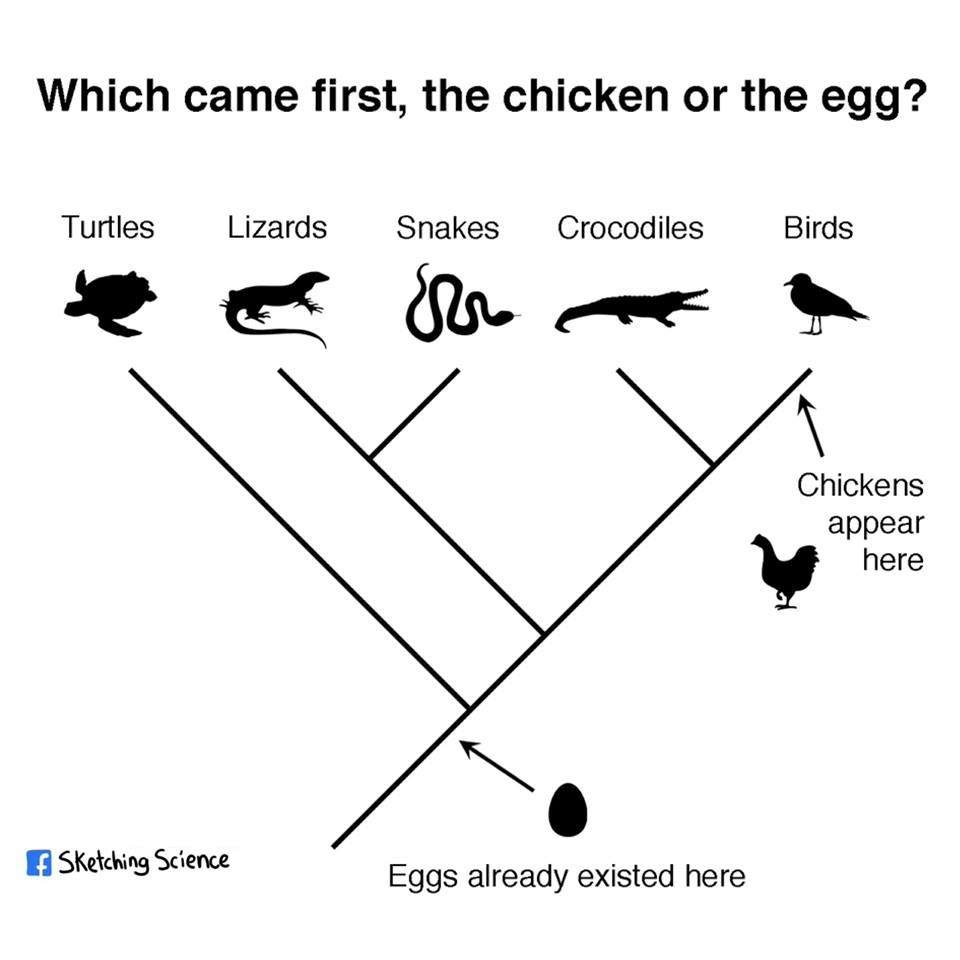 evolution timeline