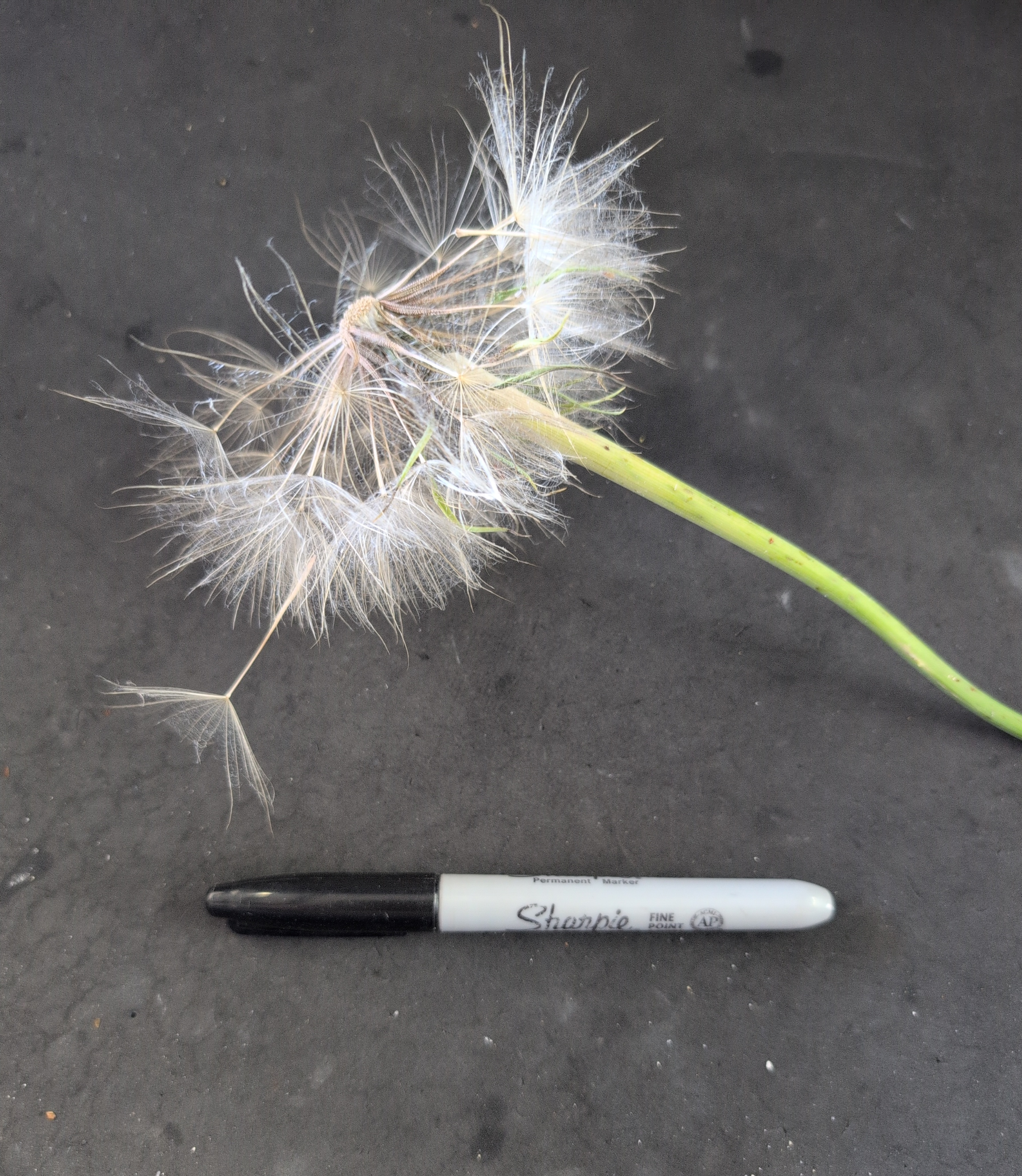 huge dandelion next to a sharpie