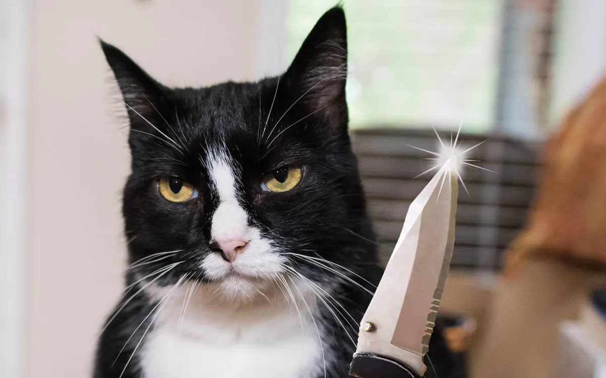 menacing cat brandishes a razor-sharp switchblade
