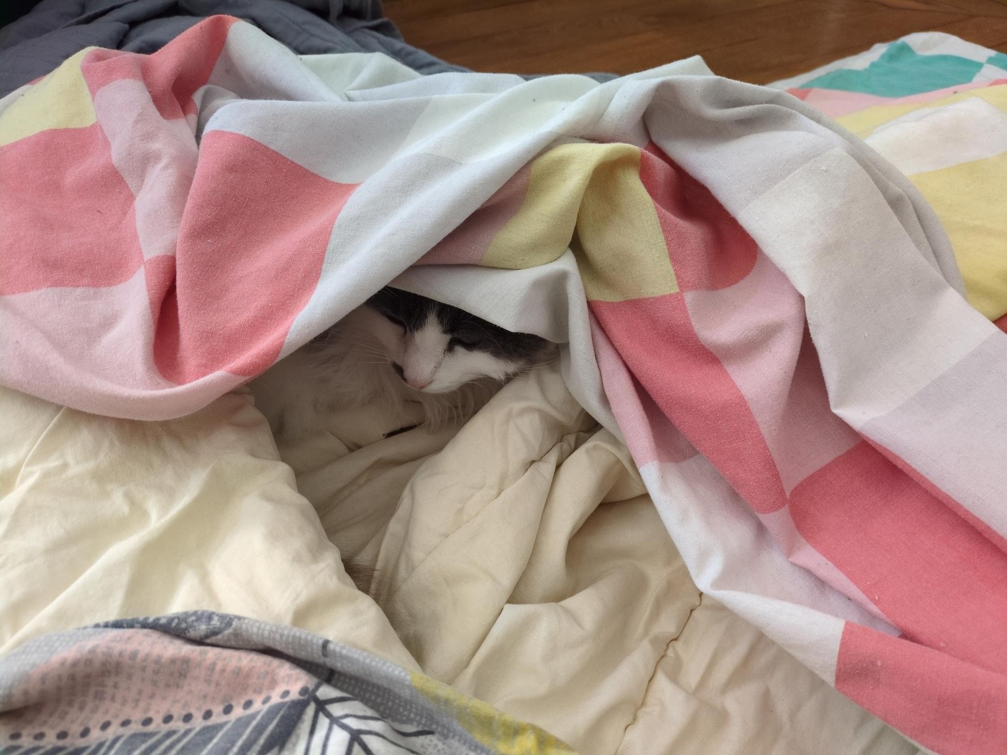 A cat's muzzle is sticking out between the duvet and the duvet cover.