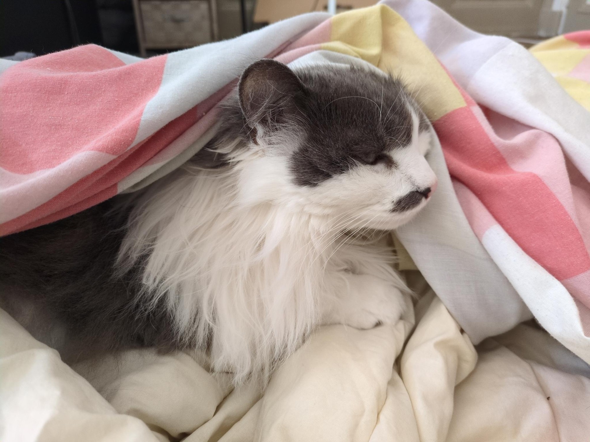 The same cat, white and grey with a long mane, is sticking out a little more and seems relaxed in the half-on duvet cover.