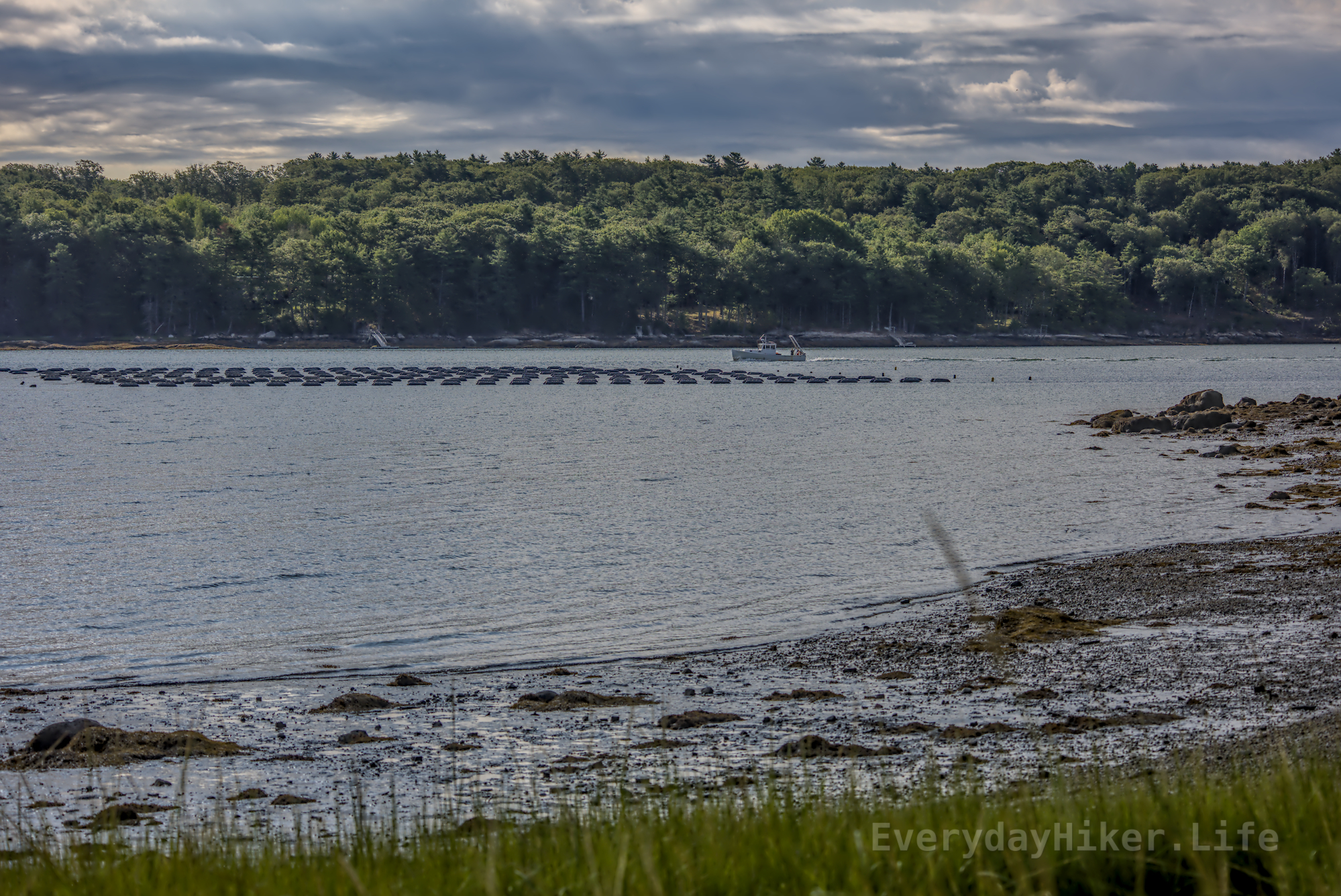 One of the inlets along the Maine coastline filled with oysters being farmed at low tide under cloudy skies.  Fishing boat can be seen cruising along.