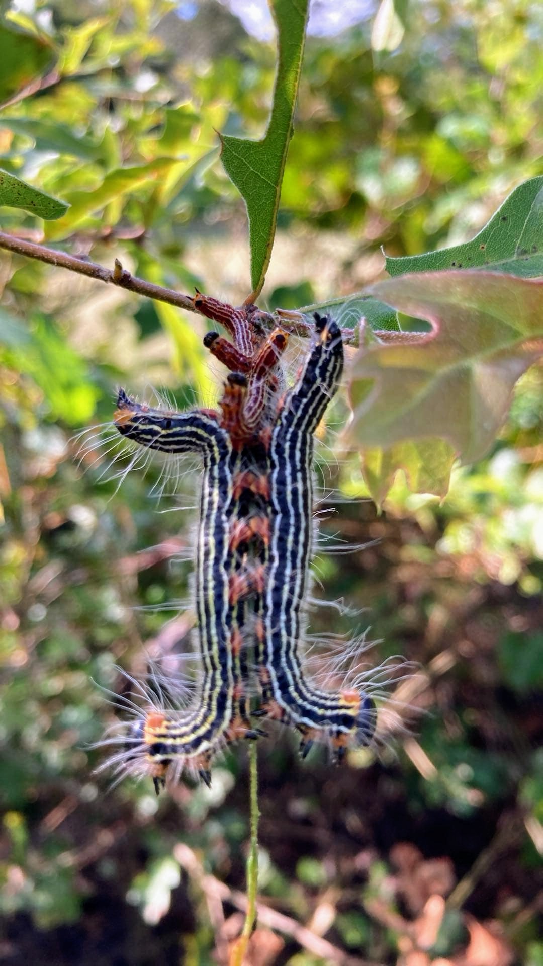 Two caterpillars on a twig with smaller caterpillars in between.